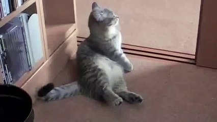 Super Cute Cat Begging For Food
