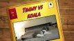 Timmy the scottish fold cat vs koala WILD AND MAD [funny cats]