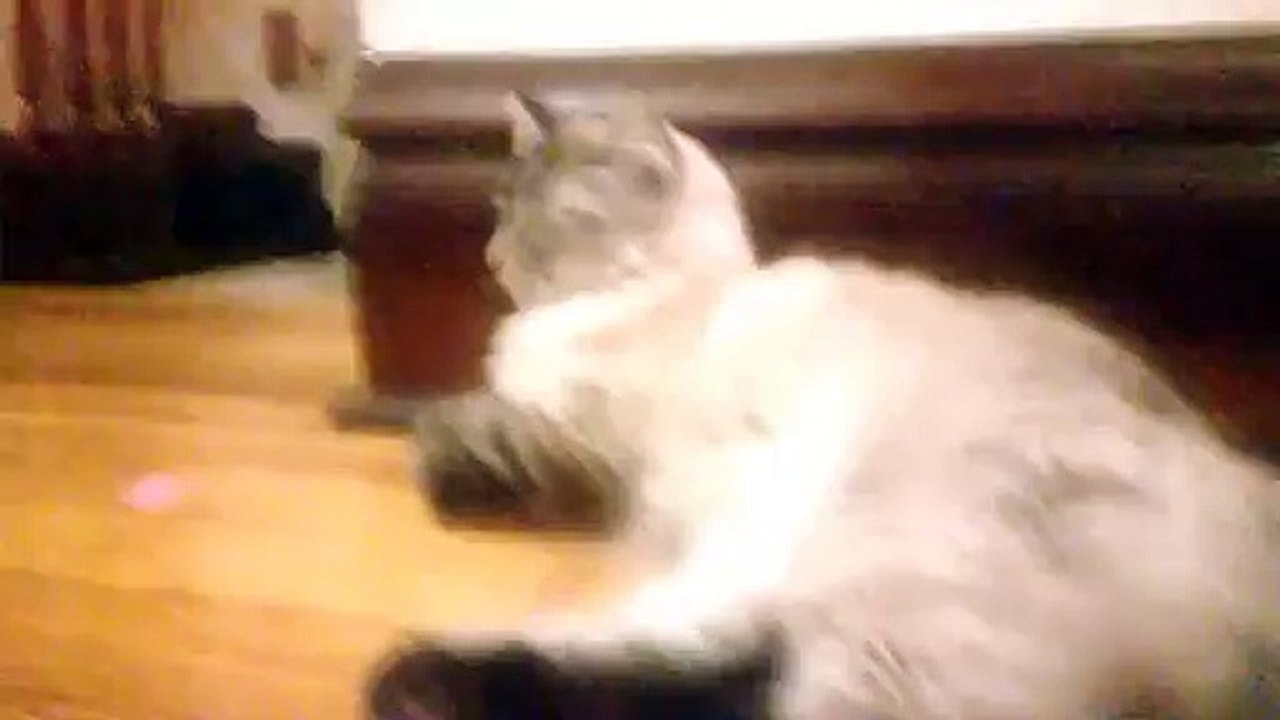 What Cats Think ( Max ) - Funny Cat thoughts - Coziestroom Gaming