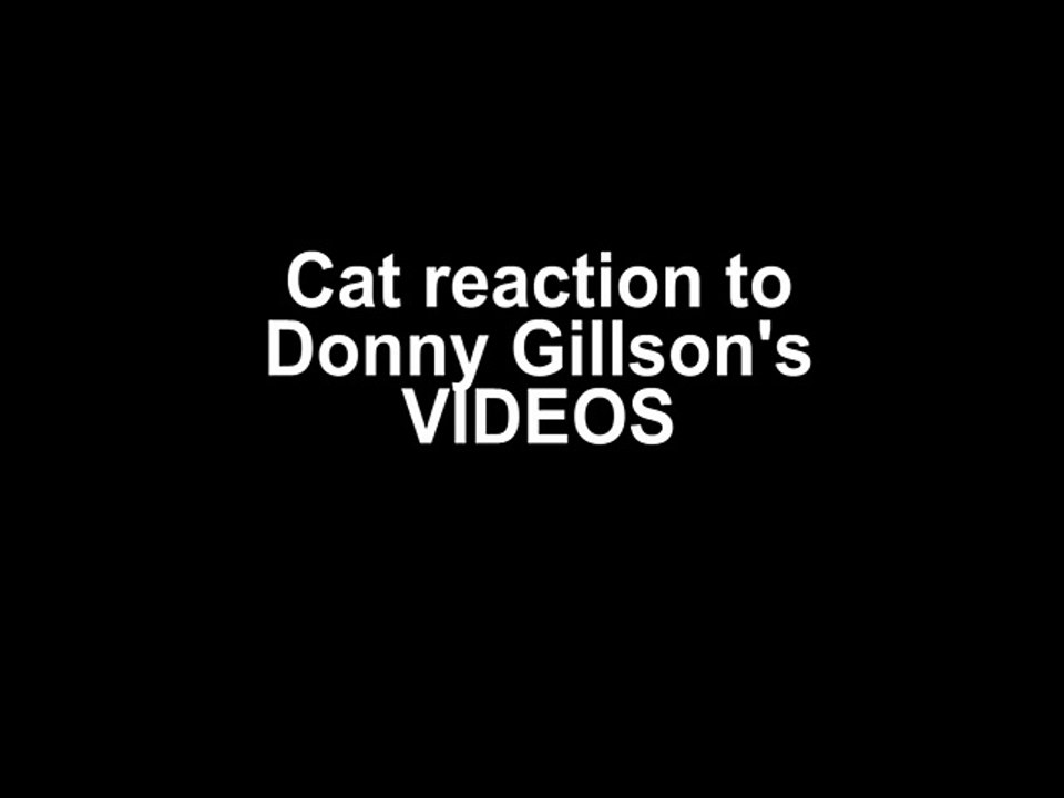 Funny Cat reaction's to Donny Gillson's Videos