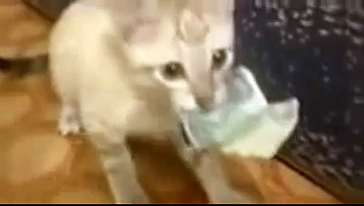 funny Cat Refuses to Return Money