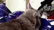 Cat Forgot Her Tongue Out, Funny Cat#23