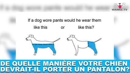 De quelle manière votre chien devrait-il porter un pantalon? Réponse dans la minute chien #109