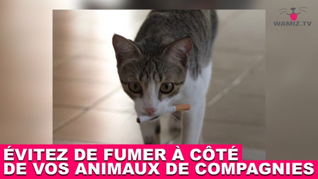 Évitez de fumer à côté de vos animaux de compagnies ! Plus d’infos dans la minute chat #108