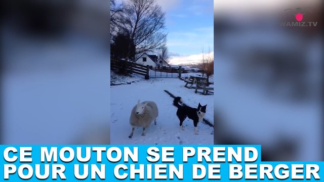 Ce mouton se prend pour un chien de berger ! Découvrez-le maintenant dans la minute chien #108