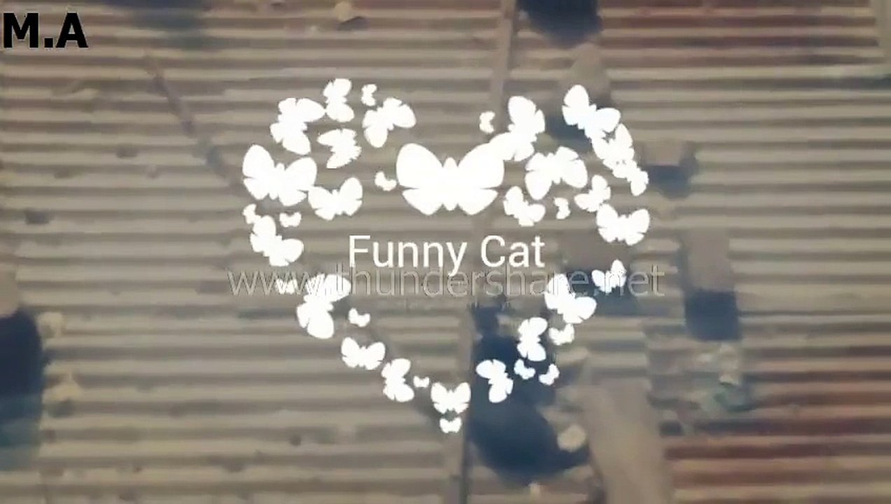 Funny Cat At Kathmandu,Nepal