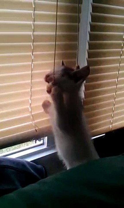 Funny cat attacks blinds!