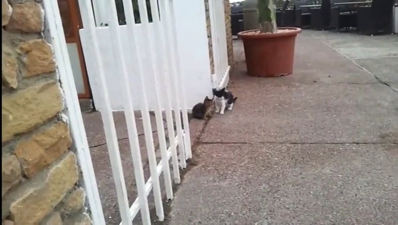 Funny cat clips 2015