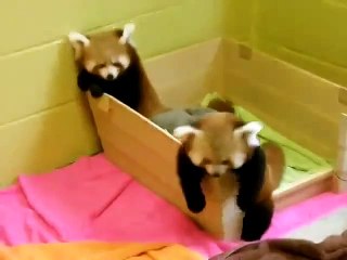 Funny Cat Videos 2015 - Funny Animals . Red Pandas