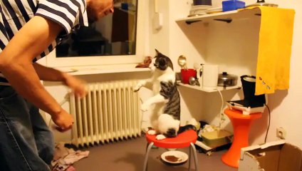 Funny Cat! Cat Know How to Give Me Five!