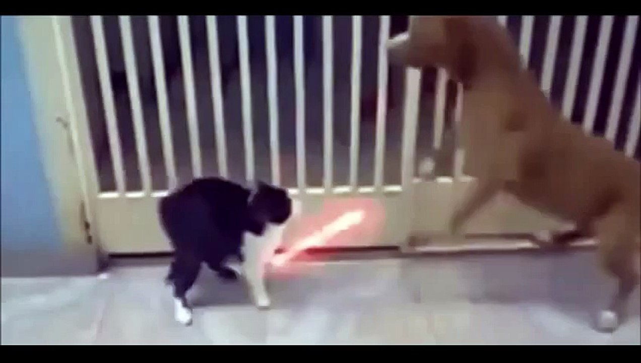 funny videos - funny cat - funny animal video