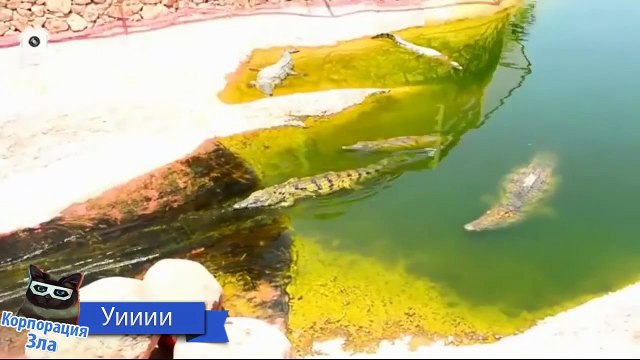 ЛУЧШИЕ ПРИКОЛЫ 2016 В COUB #52 Январь 2016 приколы 2015 жесть ржака угар ржач Coub Compilation