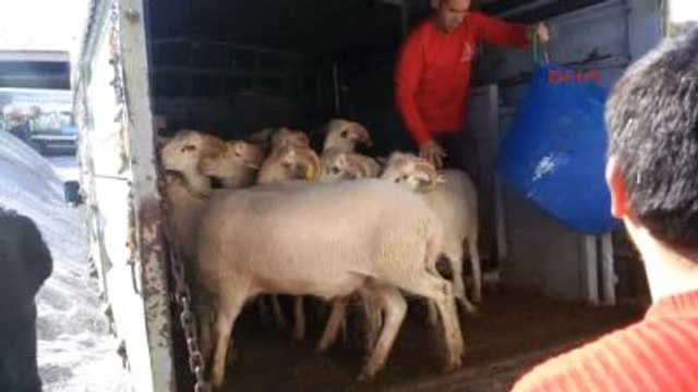 Datça O Bölgedeki Güvenlik Güçleri İçin Datça'da Kurban Kesildi