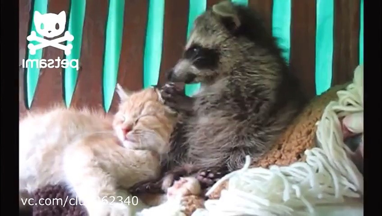 Funny Raccoon Gets The Cat!