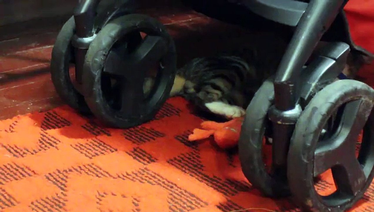Funny surprise from funny cat
