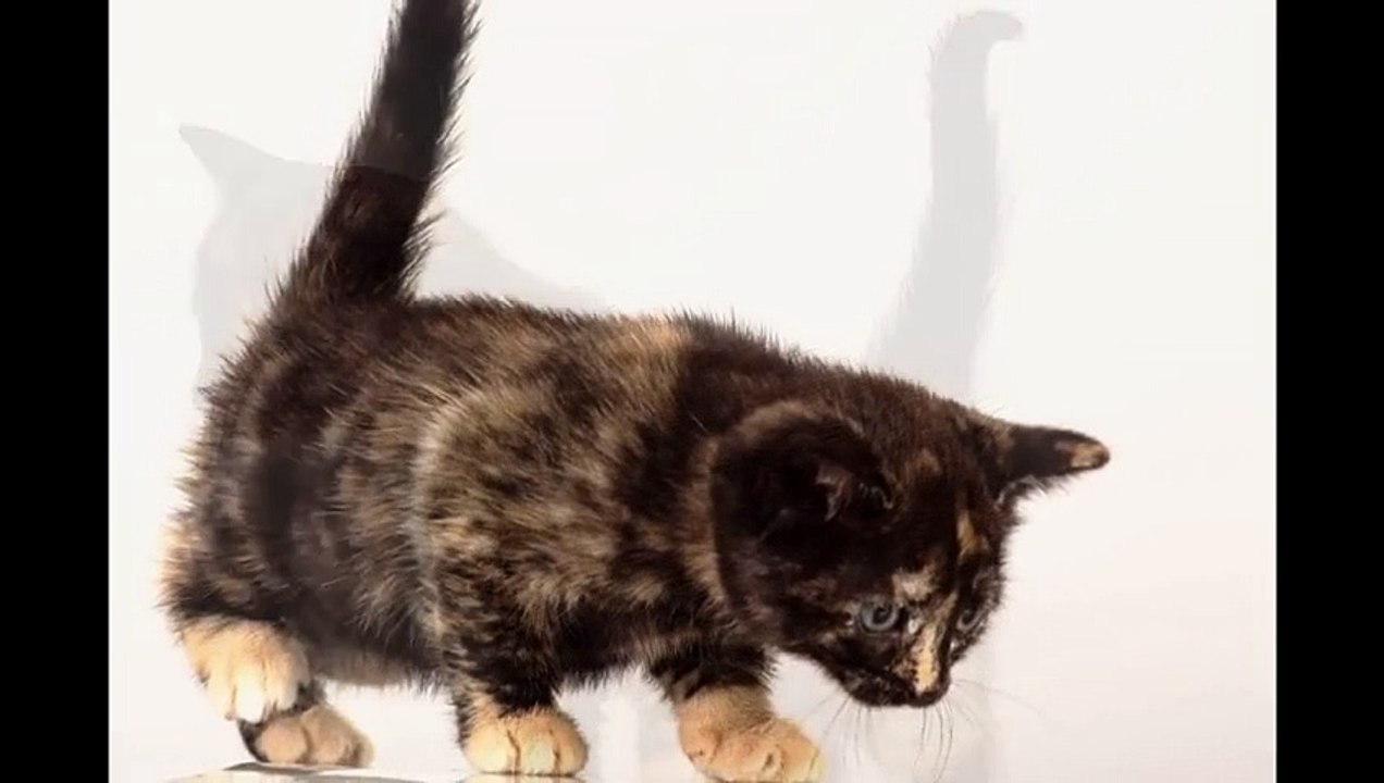 Süsse Babykatzen. Fotoshooting. Funny Cat. Foto. Photo