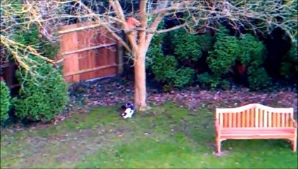 Watch Funny Cats Go Crazy Chasing Laser Pointer Beam up tree