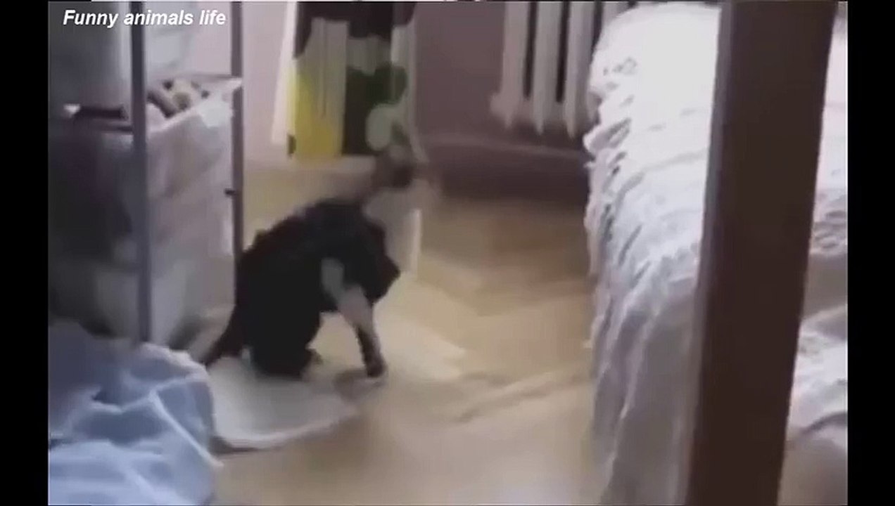 BEST FUNNY Cats Fails - Top ANIMALS COMPILATION Ever Part 2