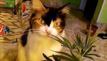 Cannabis Cat - Gatita Marihuana (Funny Cat Video!)