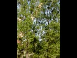 Factorys smoke-stack detonation