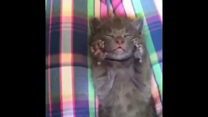 Cat Montage- Cute and funny cat moments!