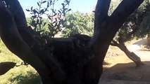 Zeytin Ağacı Nasıl Yetiştirilir, Zeytin Ağacı Neden Kurur