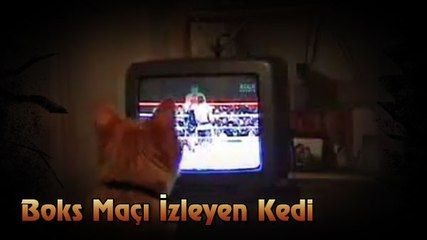 Boks Maçı İzleyen Kedi