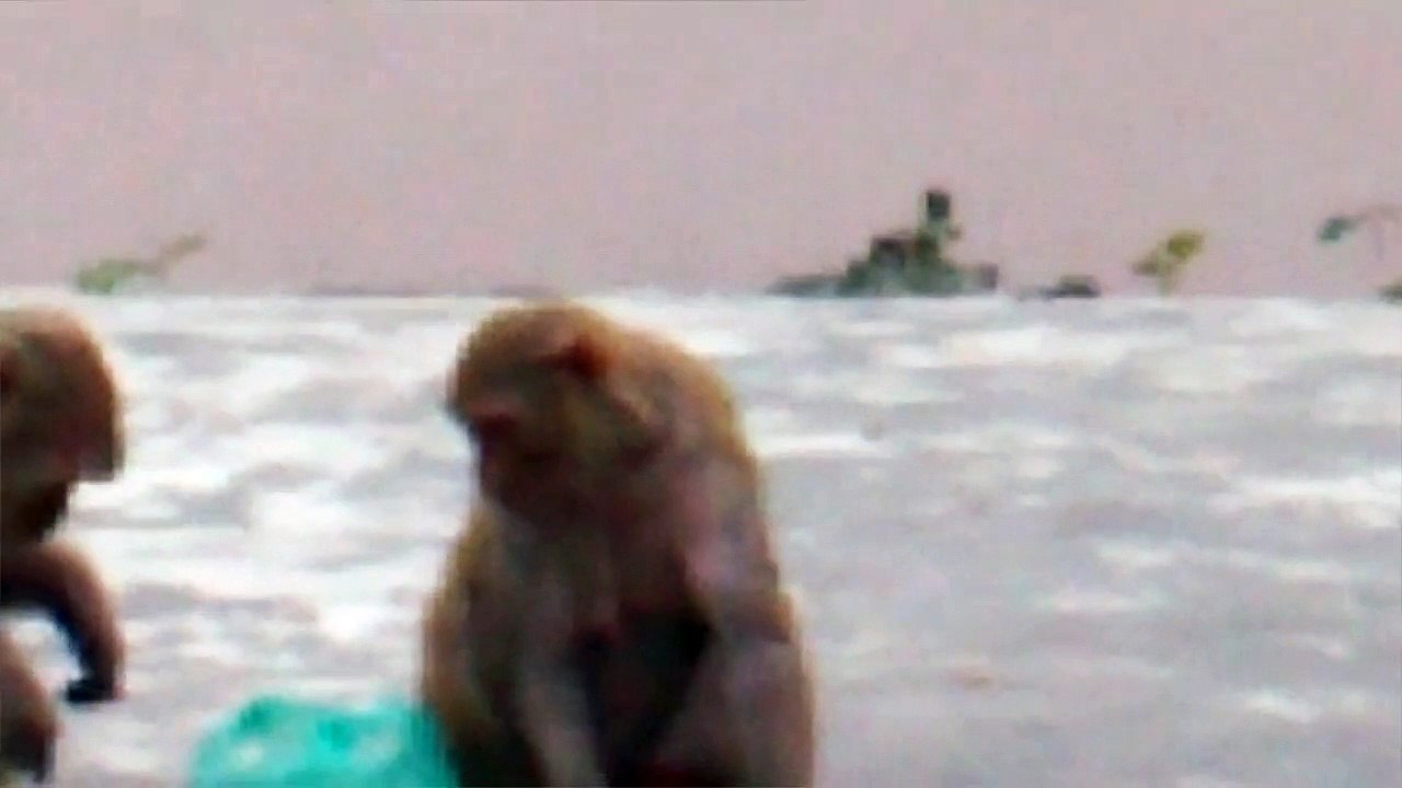 funny mating, younger is watching young one is mating with elder