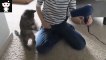 Cats -Funny Cats - Funny Cat Videos - Funny Cats Compilation - Funny Animal [#12]