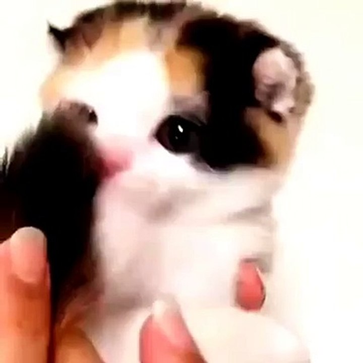Funny Cat and bad luck