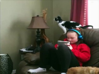 Funny Cat Jump Fail 2015