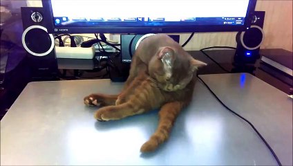 Funny Cat Sleeping Спящий кот