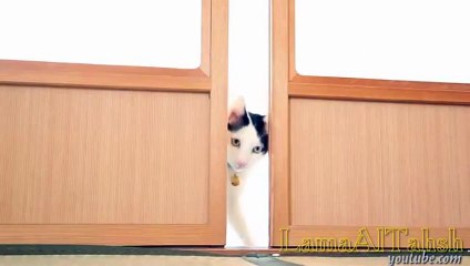 Funny cat videos for kids - funny cat video compilation 2014 - Cute Cat Compilation