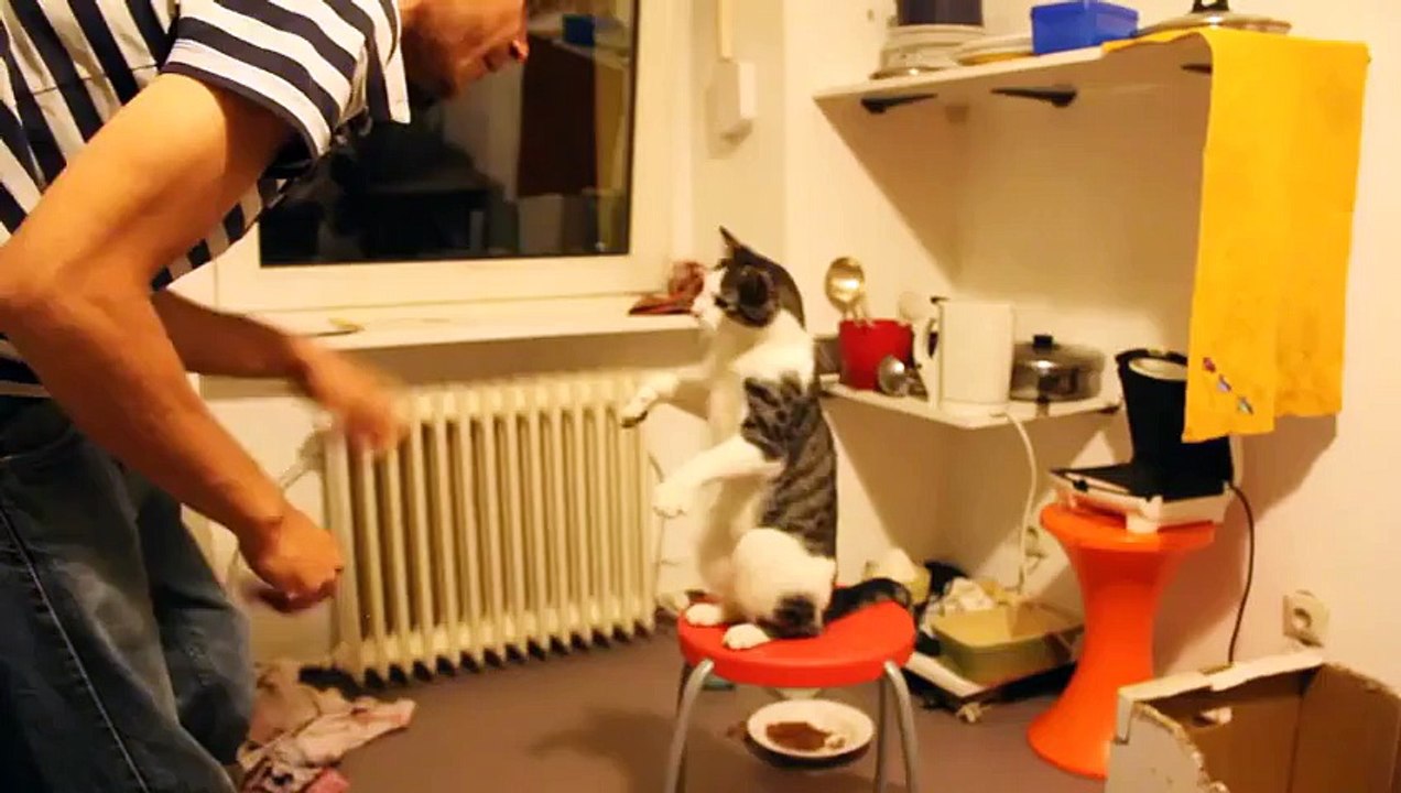 Funny Cat! Cat Know How to Give Me Five!