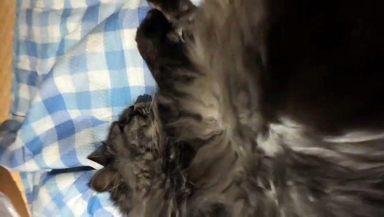 funny cat cute kitten 怒るねこ Cat to get angry