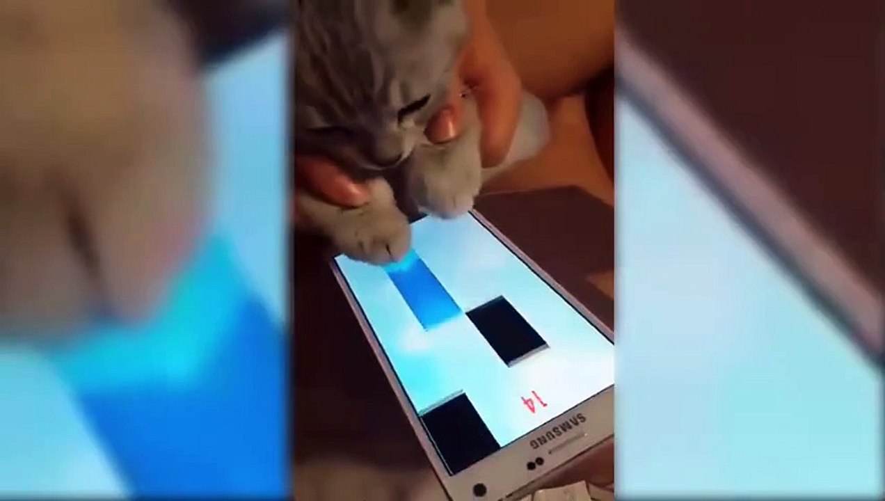 Funny Cat Play Christmas Music - Funny animals