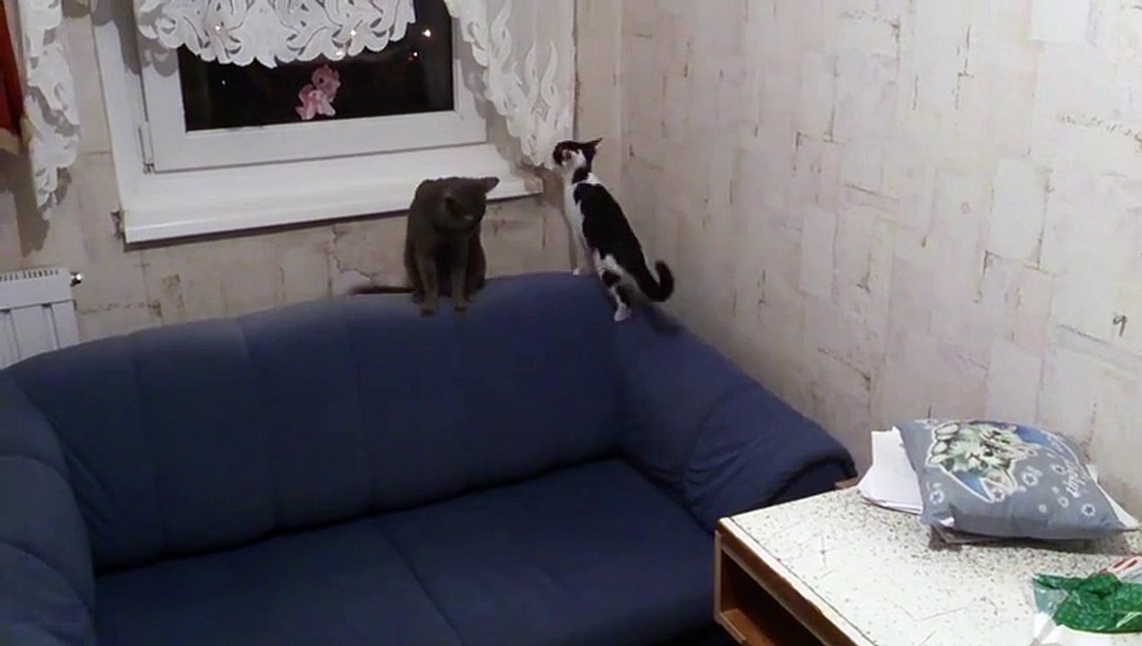 Funny cat play