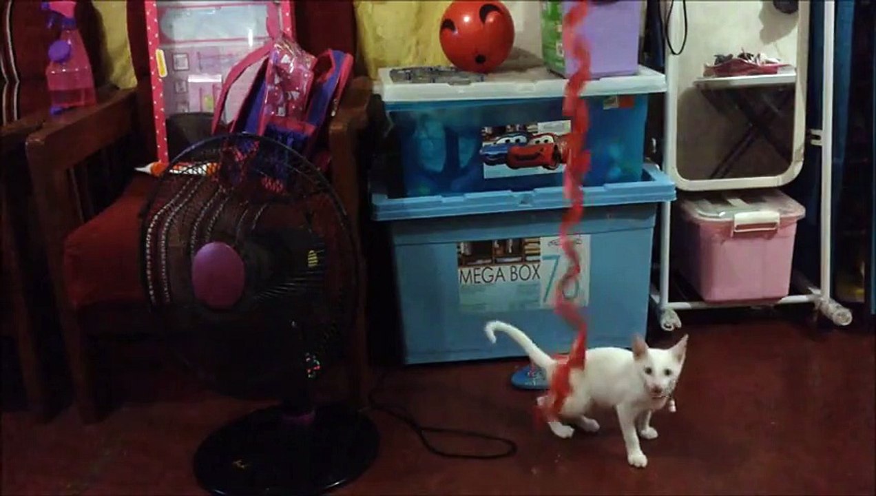 Funny cat video- Cat Jumping - Juno the Cat