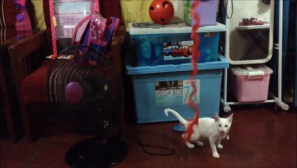 Funny cat video- Cat Jumping - Juno the Cat