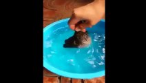 Amazing Balloon Fish-Puffer Fish-Top Funny Videos-Top Prank Videos-Top Vines Videos-Viral Video-Funny Fails