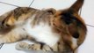 Funny Cat a Bath at Home (Si Belang 3) - Exclusive Personal Collection