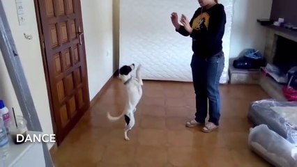 Amazing Dog Tricks with Owner