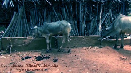 Cow got hit and attacked by real Ghost sprit caught on camera P.28