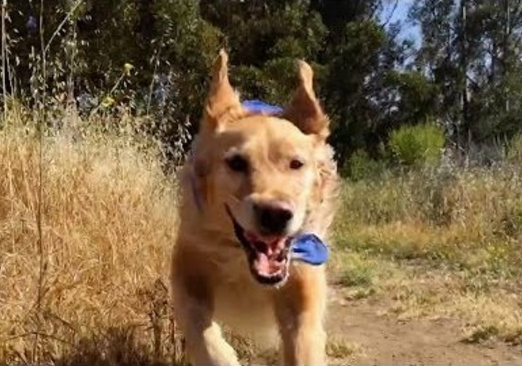 Fritz the Dog Climbs a Mountain