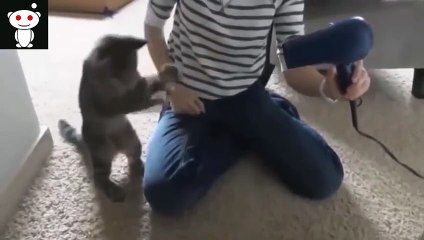 Cats -Funny Cats - Funny Cat Videos - Funny Cats Compilation - Funny Animal [#12]