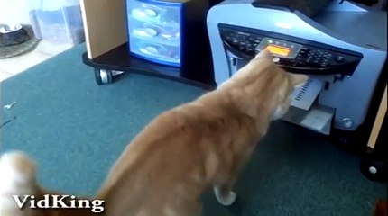 Epic Funny Cats - Compilation Part Two "The Cat Strikes Back!" (Funny Videos 720p)