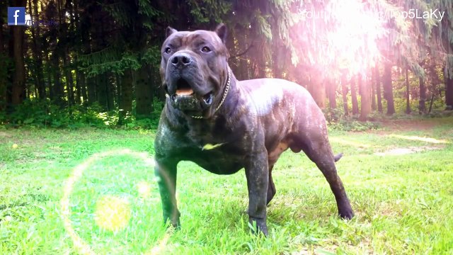 Tốp 5 Lạ Kỳ- Top 5 Loài Chó Hung Dữ Và Nguy Hiểm Nhất Thế Giới!!!