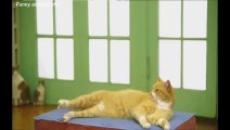 Funny cat dancing (Most See) Funny Cat Videos Ever Part 3