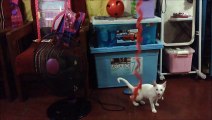 Funny cat video- Cat Jumping - Juno the Cat