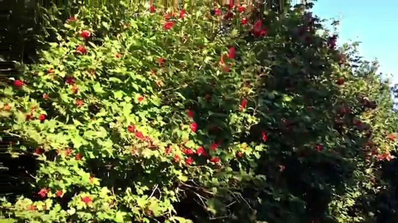 A Canalside Wander: Dansons Wood (Funny Videos 720p)